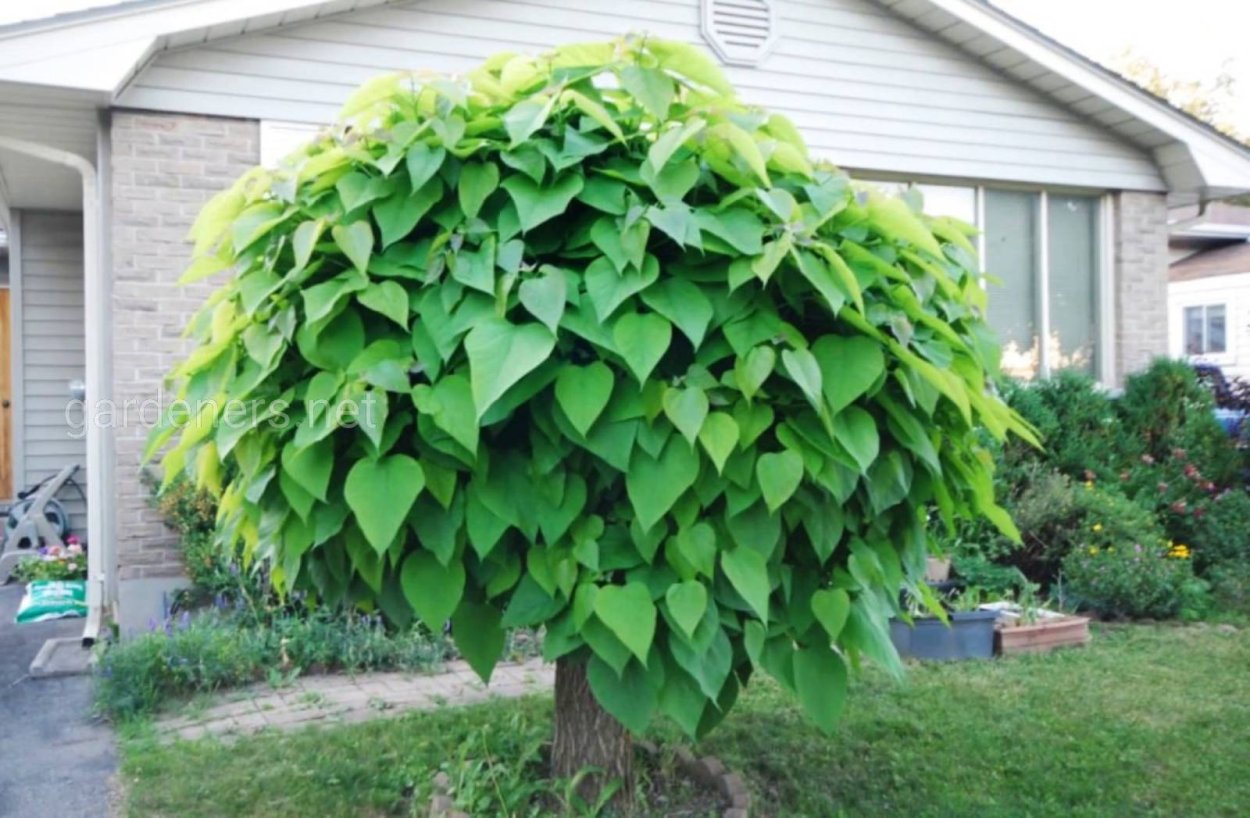 Катальпа карлик