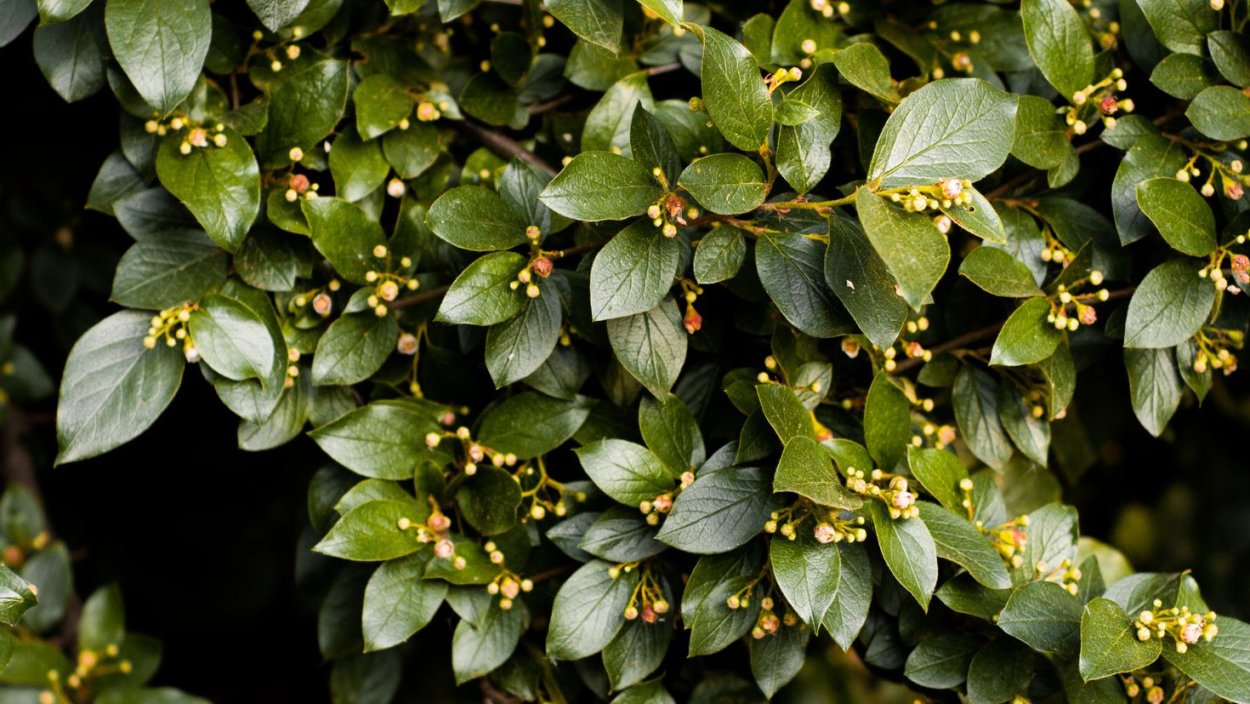 Фон зеленый с листочками травой