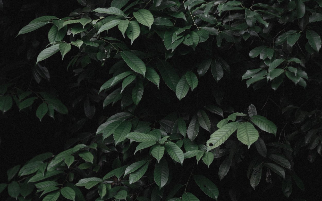 Дерен белый Cornus Alba elegantissima