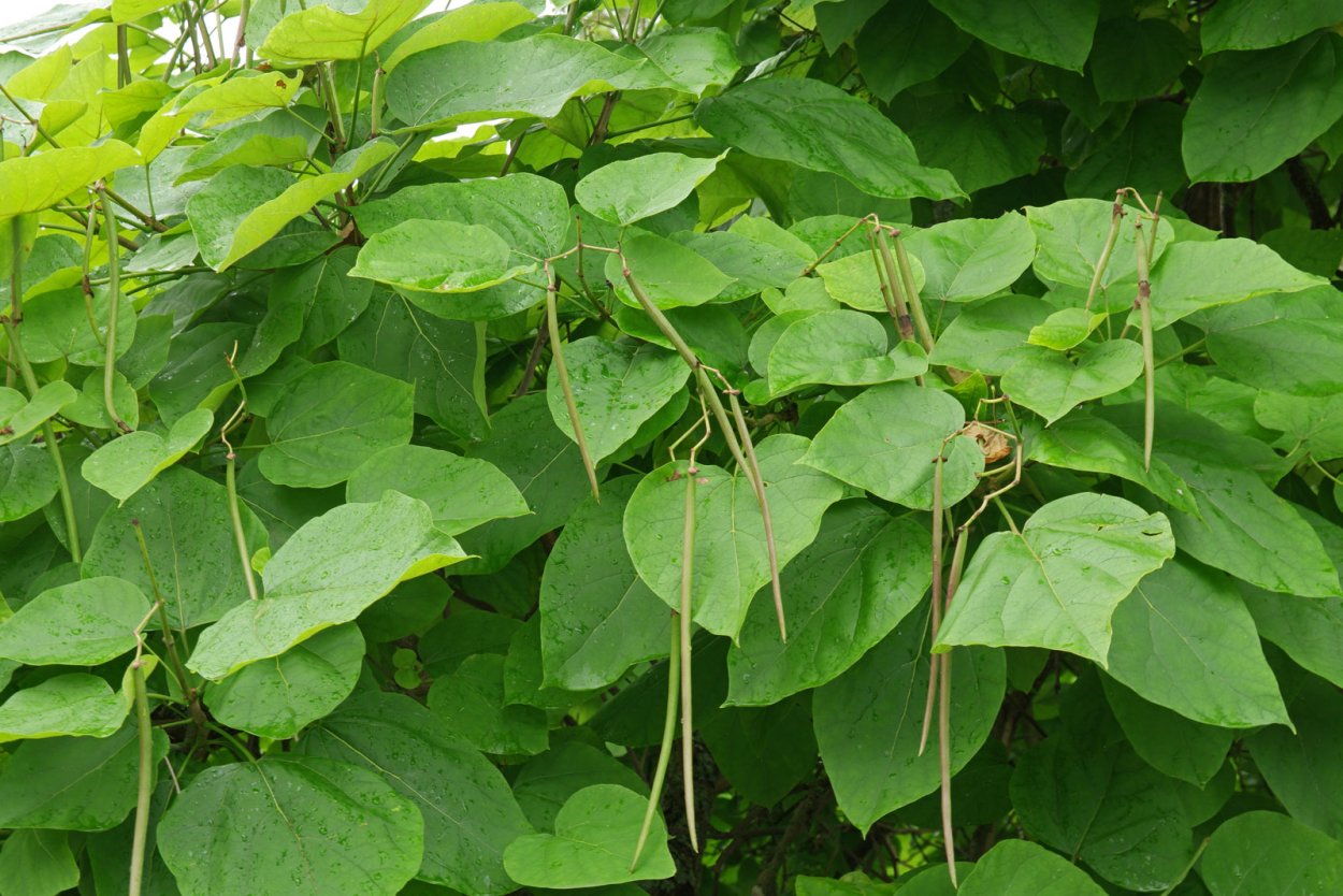 Taro Leaf