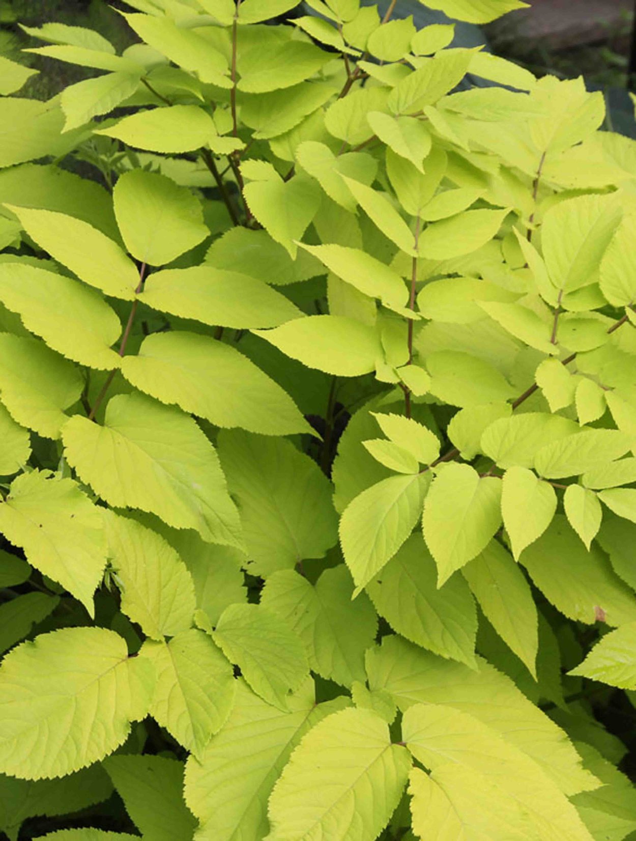 Желтая Аралия