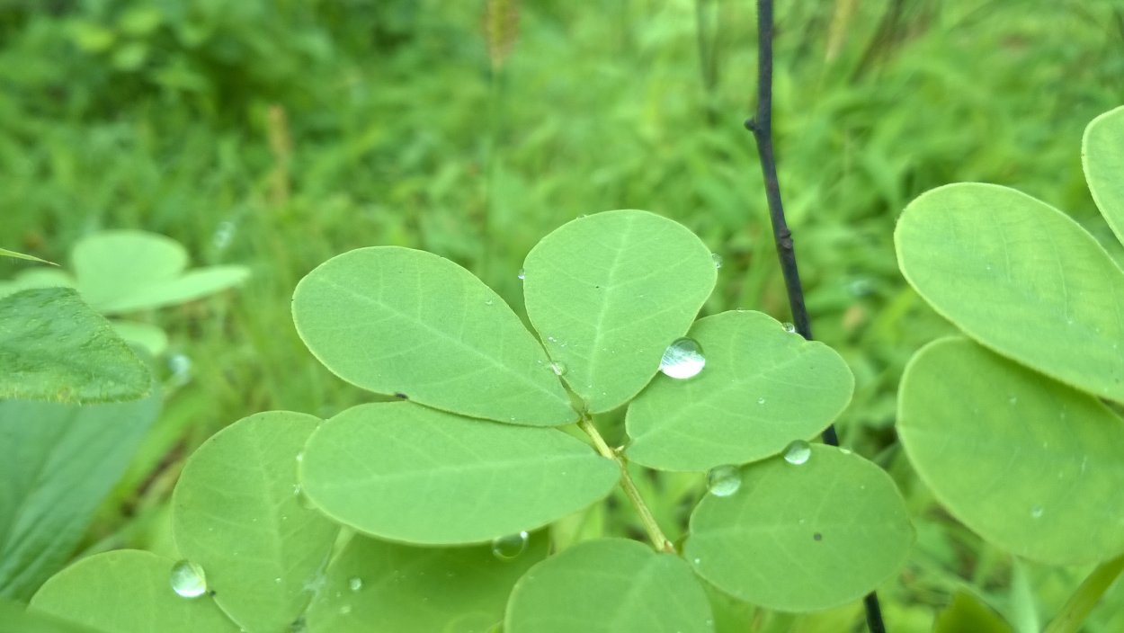 Клещевина Северная Пальма