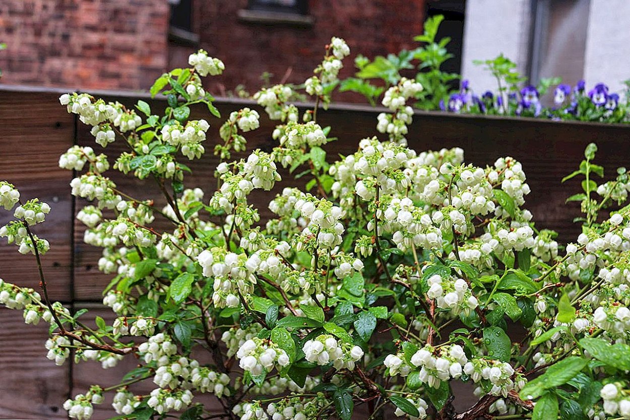 Голубика Садовая цветет