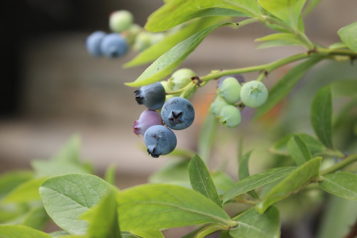 Неспелая голубика