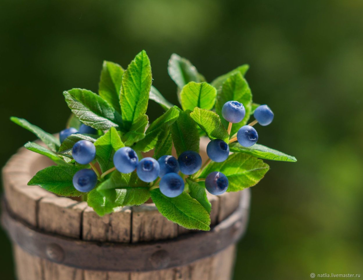 Голубика обыкновенная голубика обыкновенная цветение
