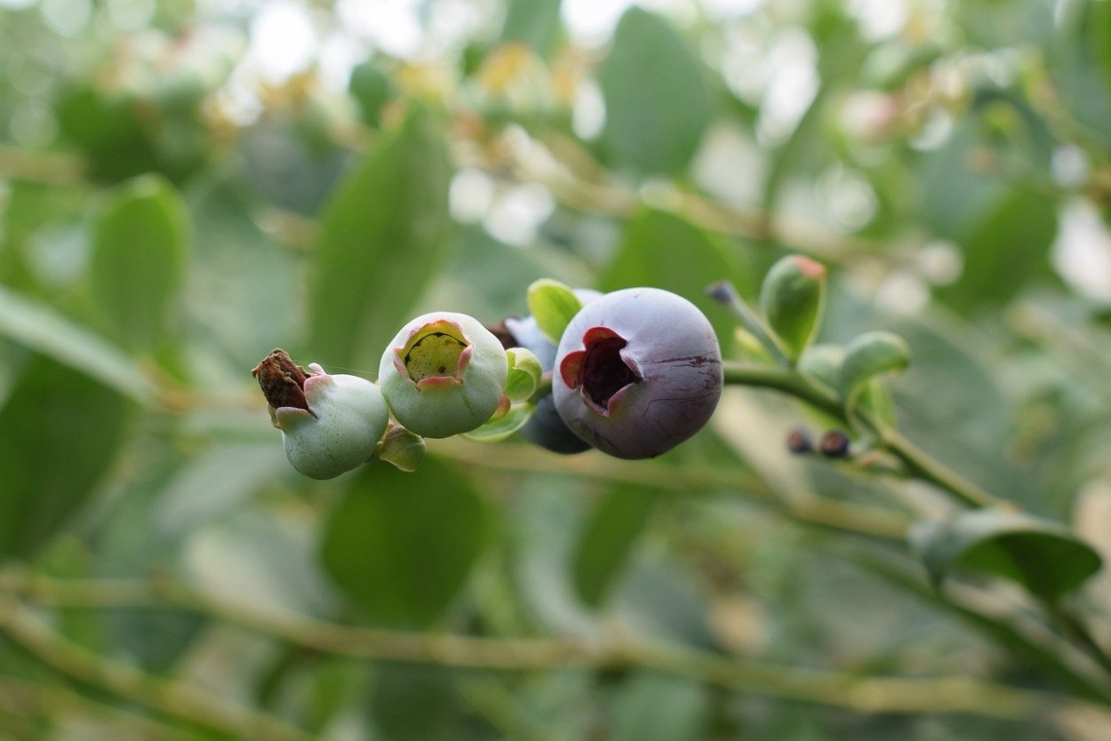 Цветы голубики