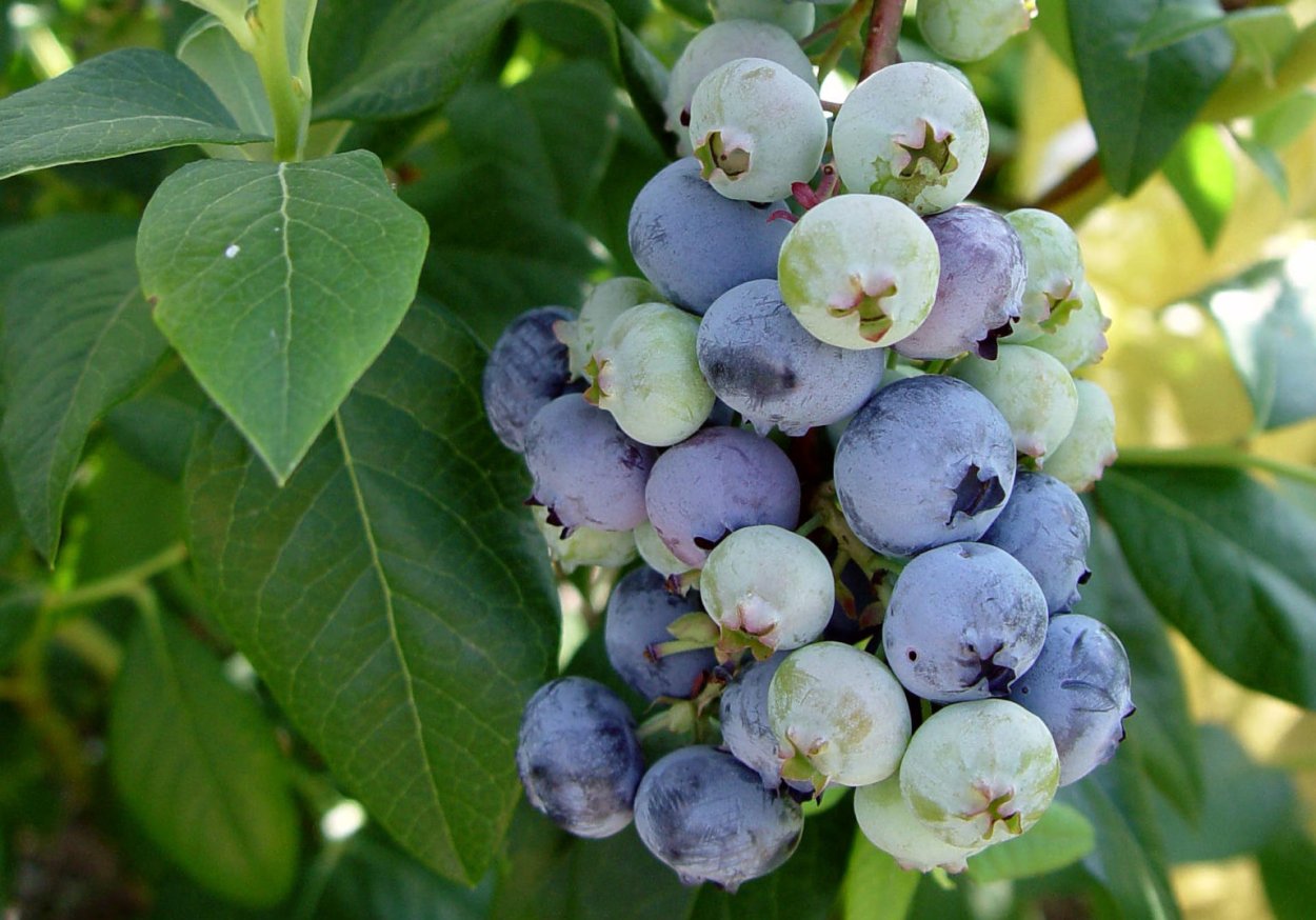 Голубика Блюкроп