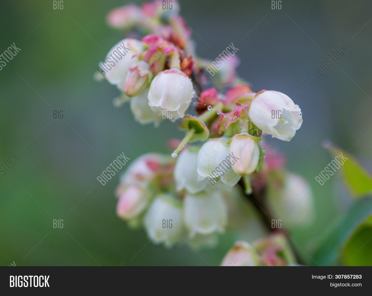 Черничный куст