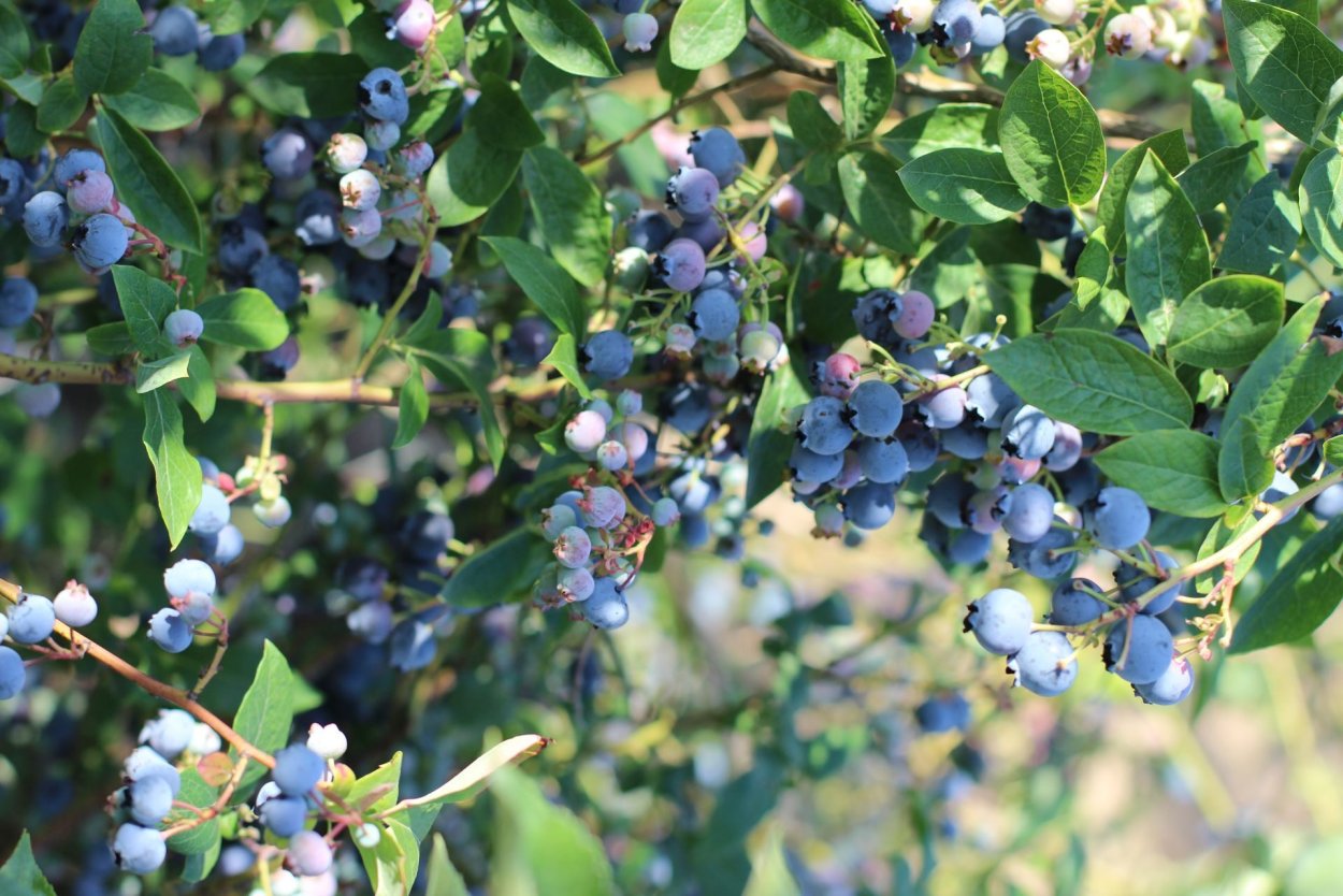 Голубика Блюкроп