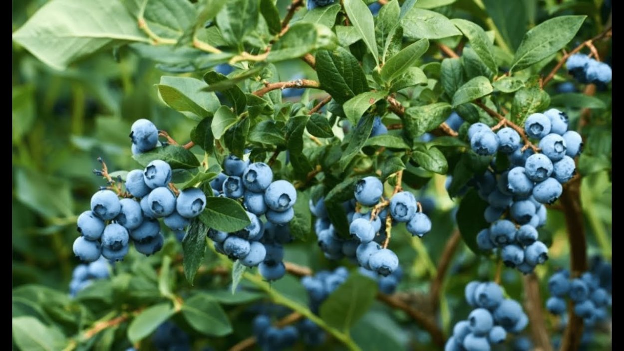 Голубика Садовая Ранкокас