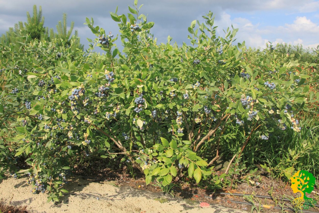 Голубика высокорослая Шантиклер