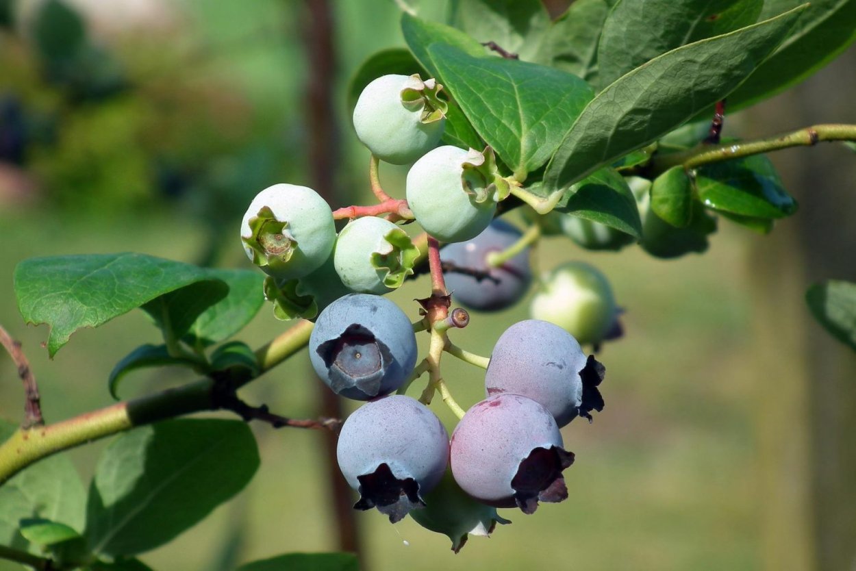 Лесная ягода гонобобель