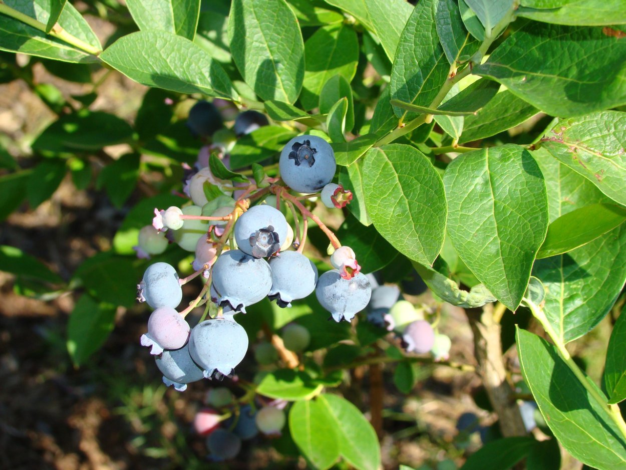Черника в начале цветения
