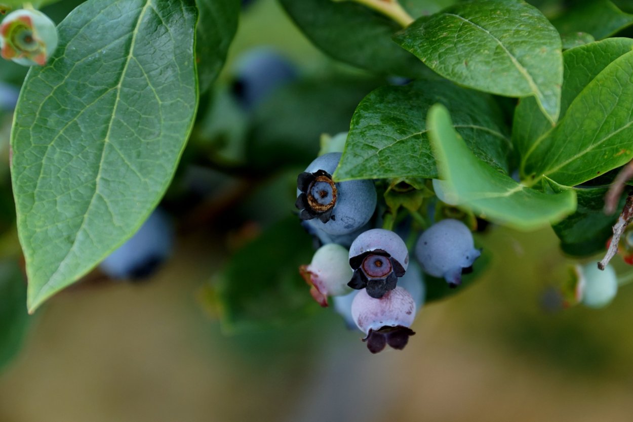 Спелая голубика