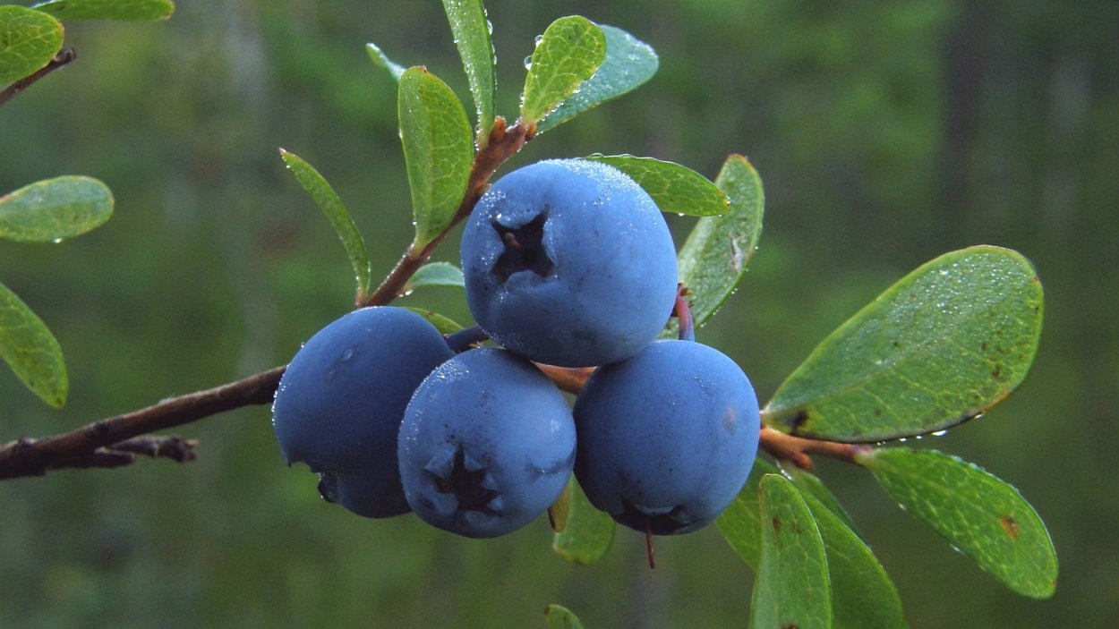 Голубика обыкновенная гонобобель