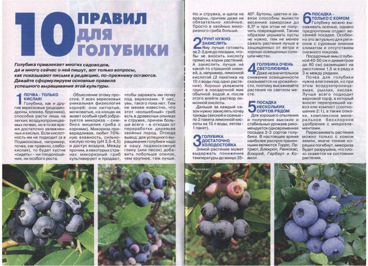 Голубика обыкновенная цветет