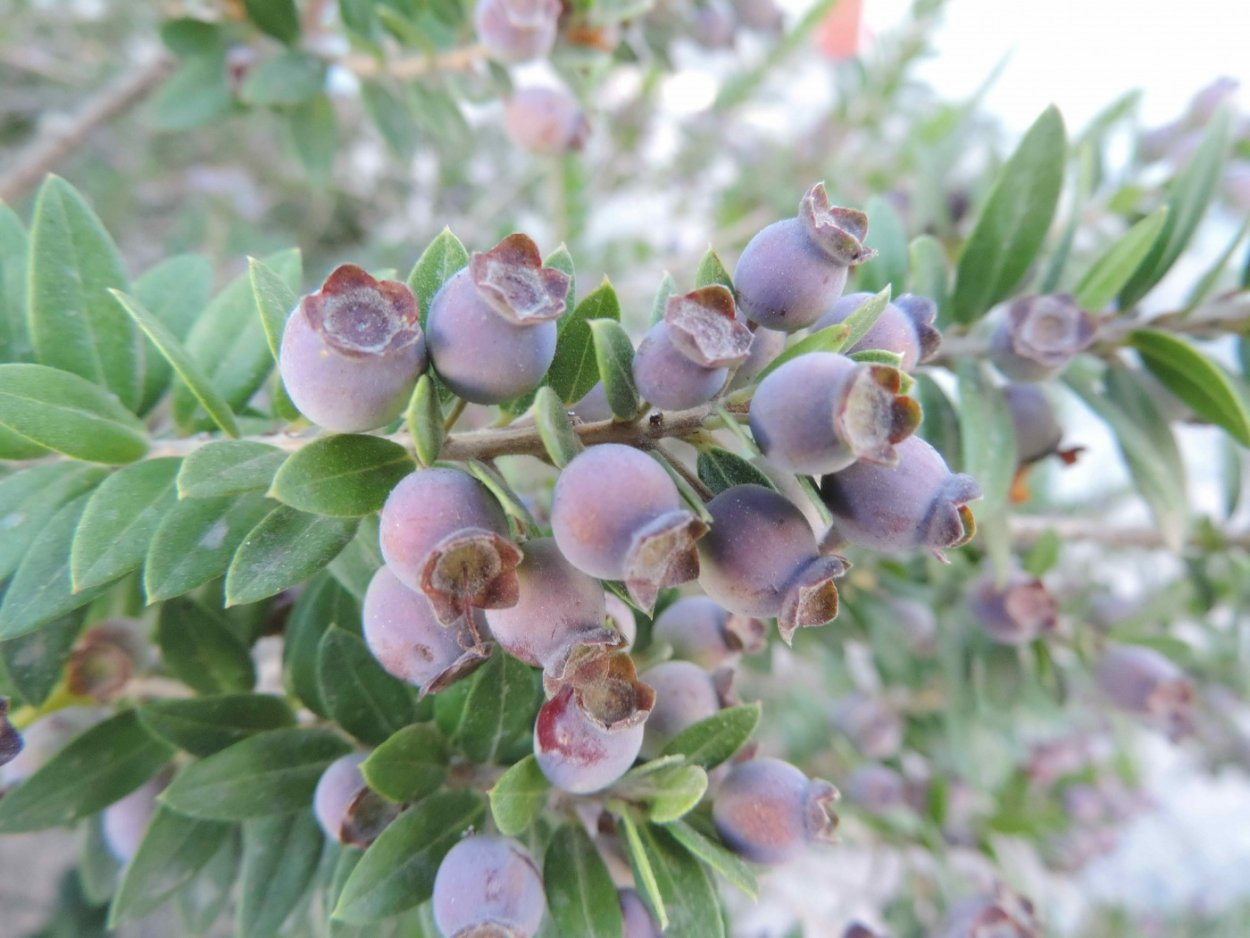 Голубика обыкновенная цветет