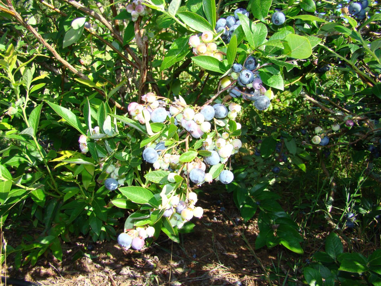 Цветение голубики высокорослой