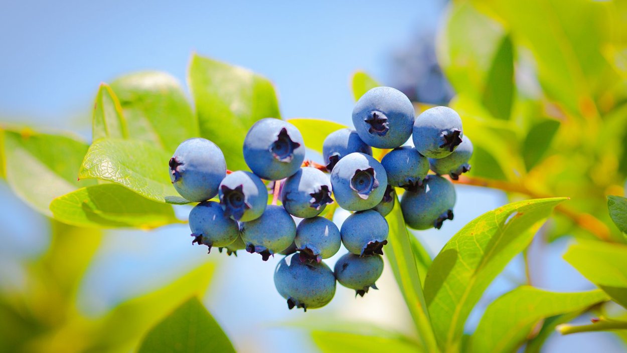 Неспелая голубика