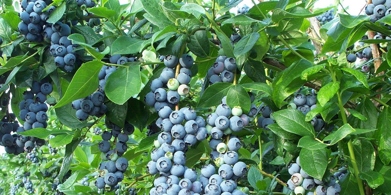 Голубика Садовая