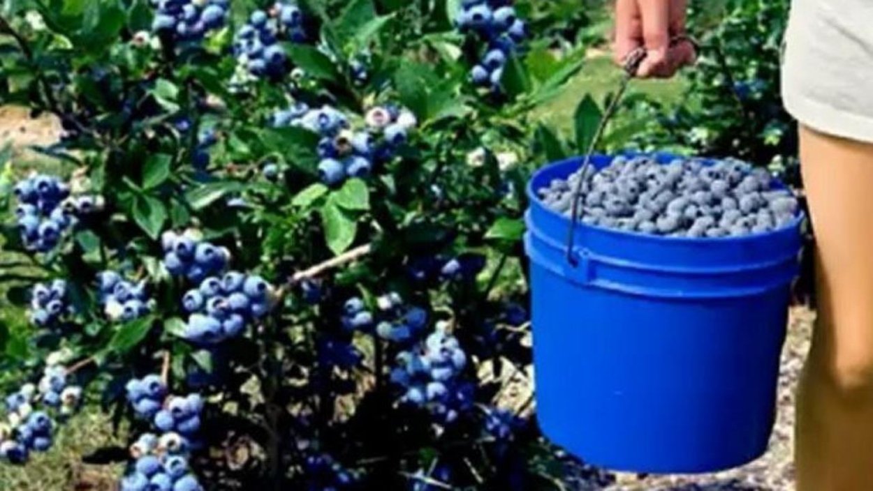 Голубика витамины и микроэлементы