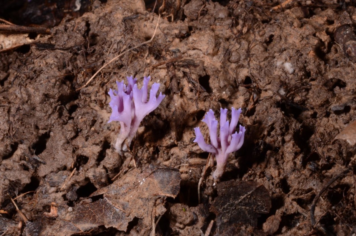 Рамариопсис красивый