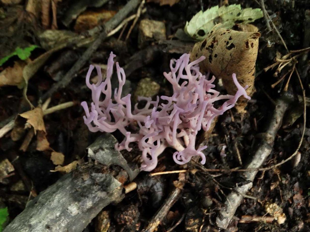 Ramariopsis subtilis