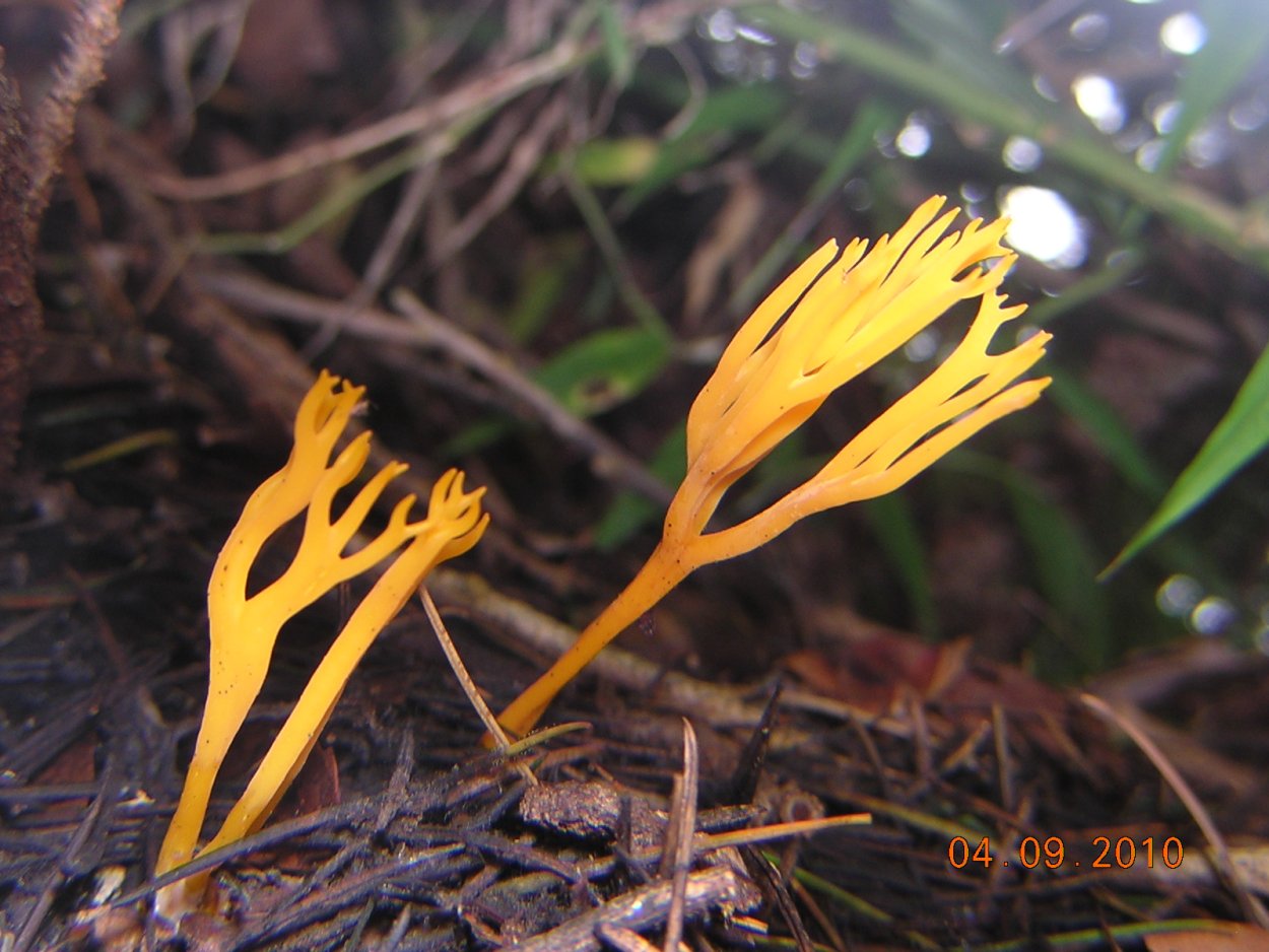 Ramariopsis subtilis