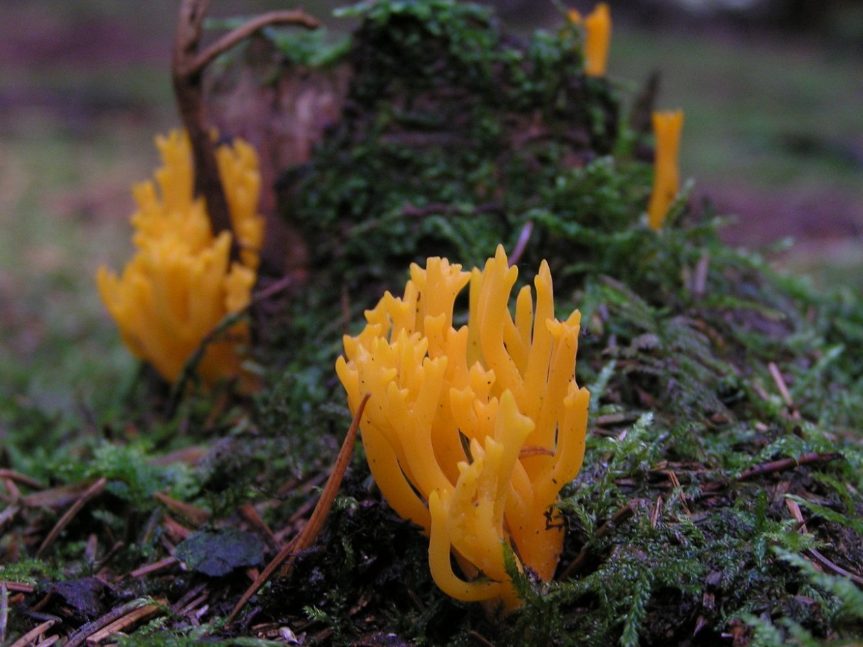 Clavulina amethystina— Рогатик аметистовый