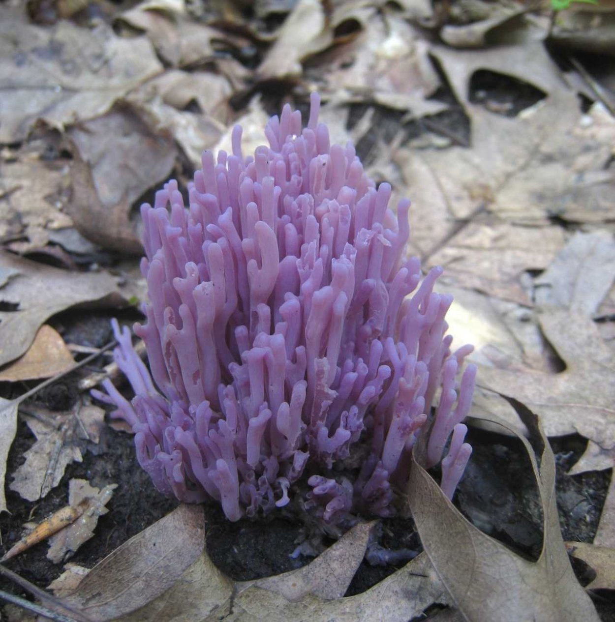 Гриб Клавария бледно-бурая