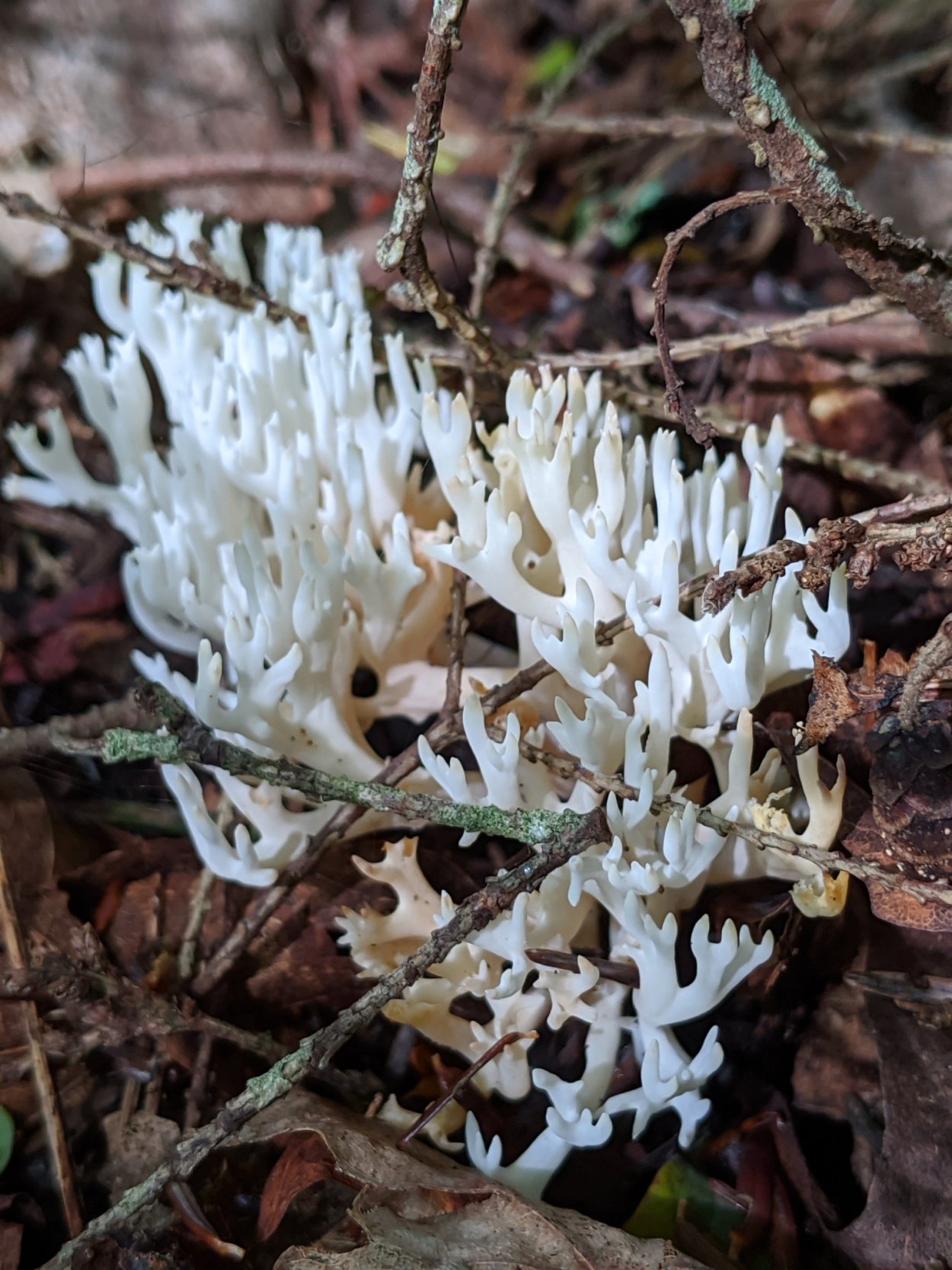 Голубая Мицена