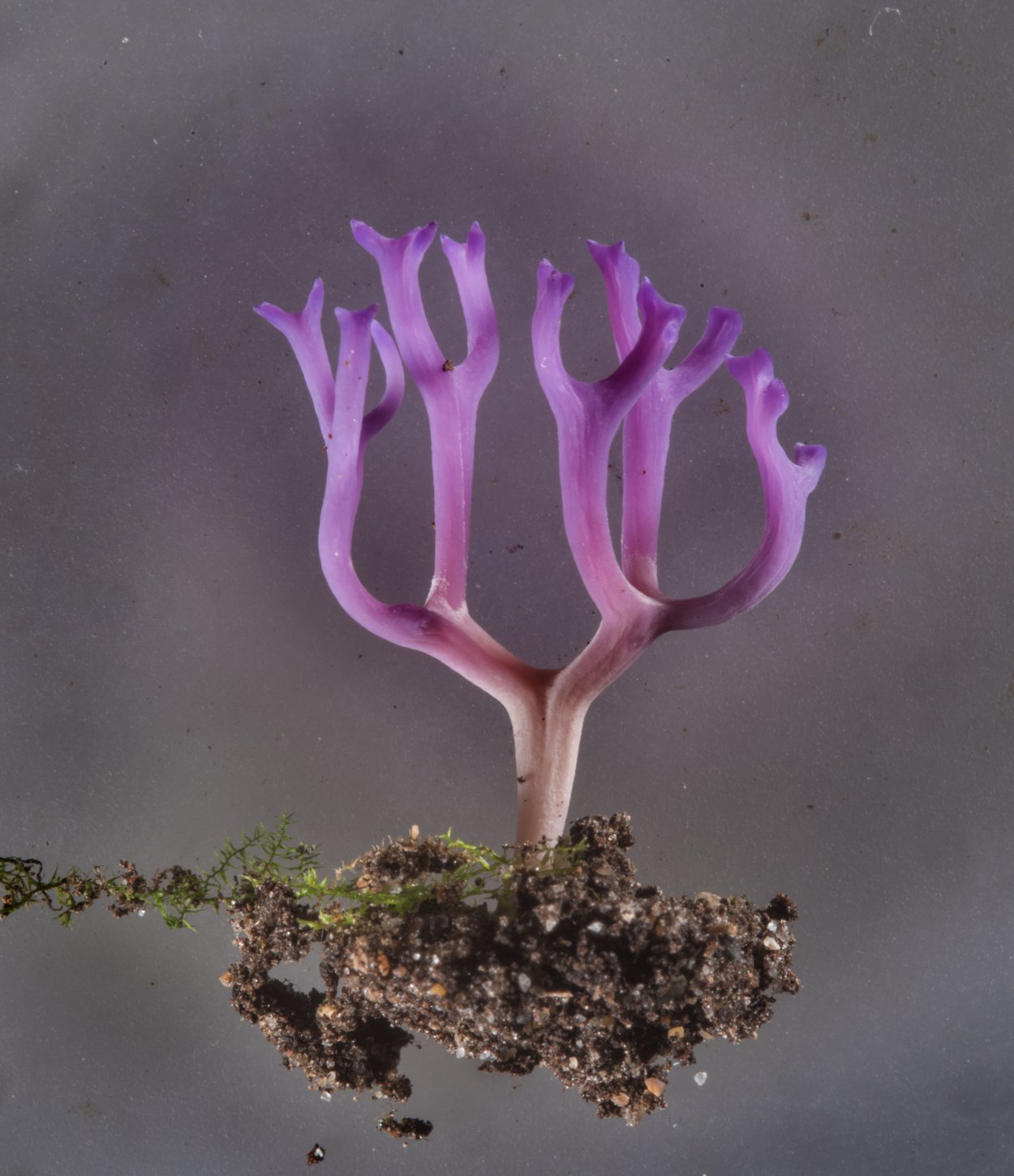 Клавария Цоллингера