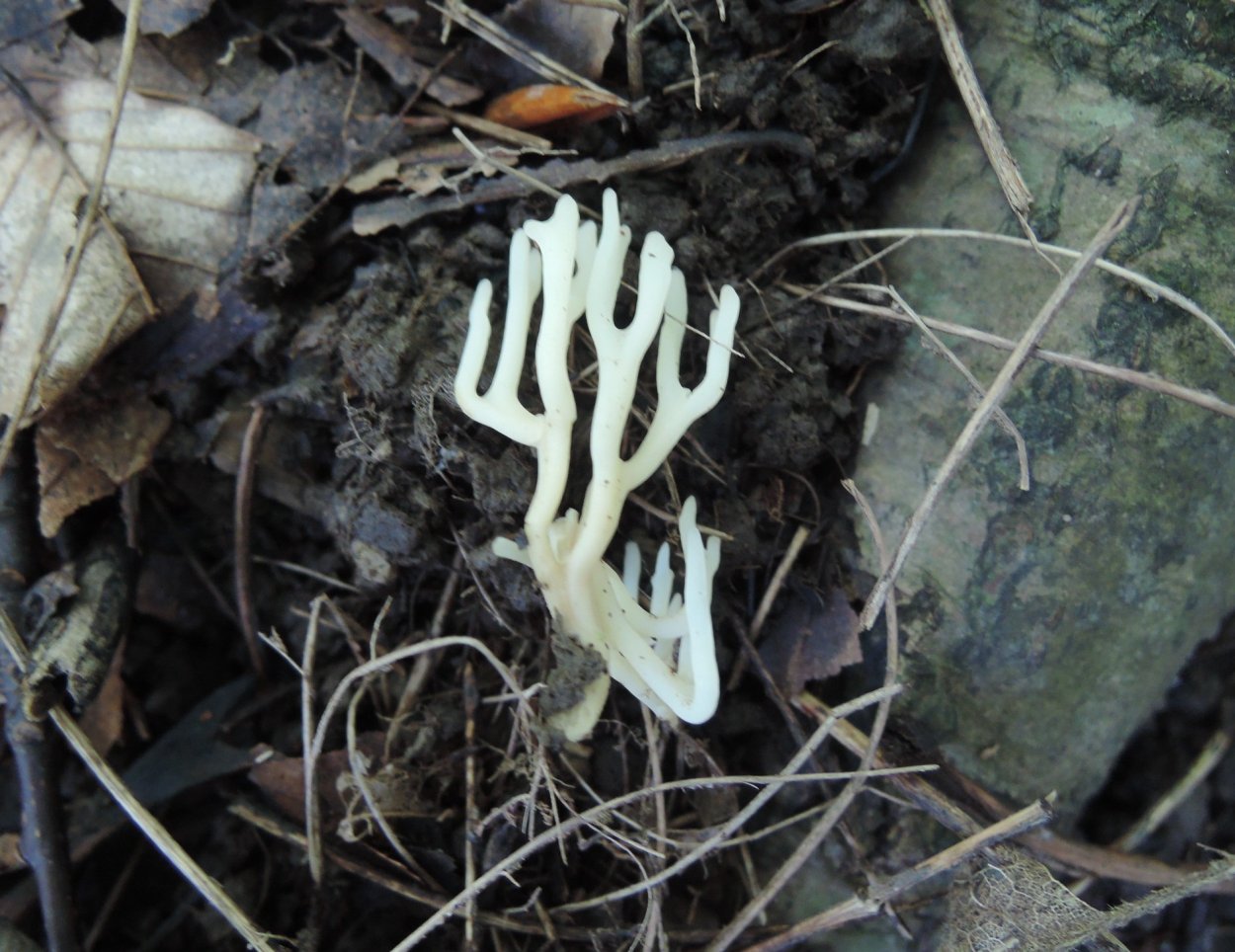 Грибы в Бразилии