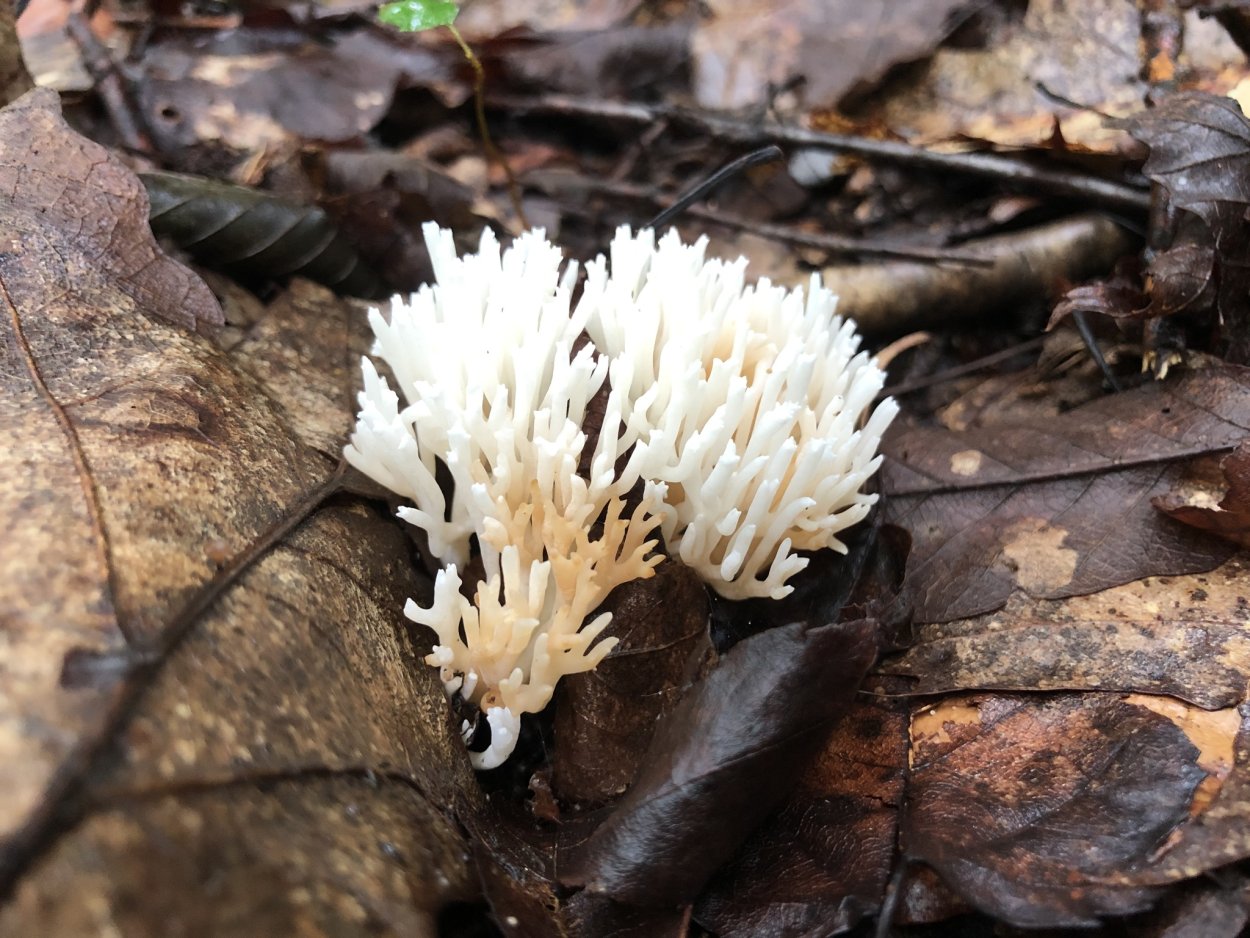 Рамариопсис субарктика