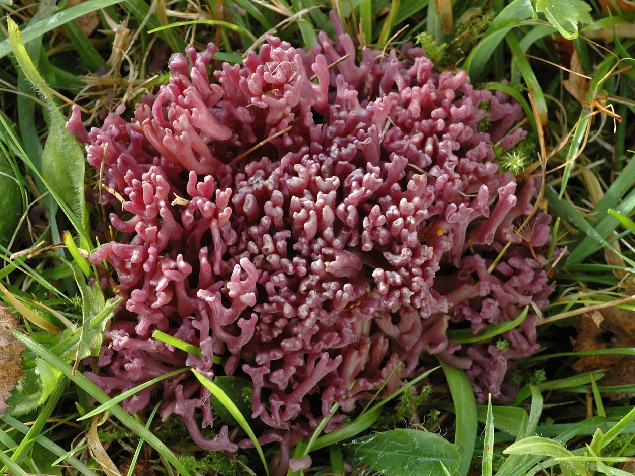 Serpoleskea subtilis