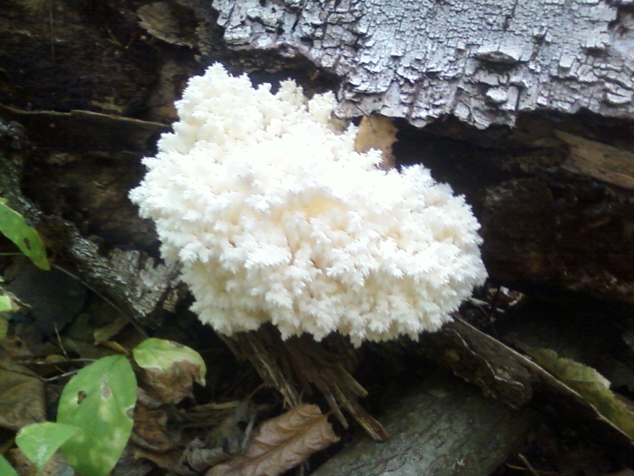 Ежовик коралловидный