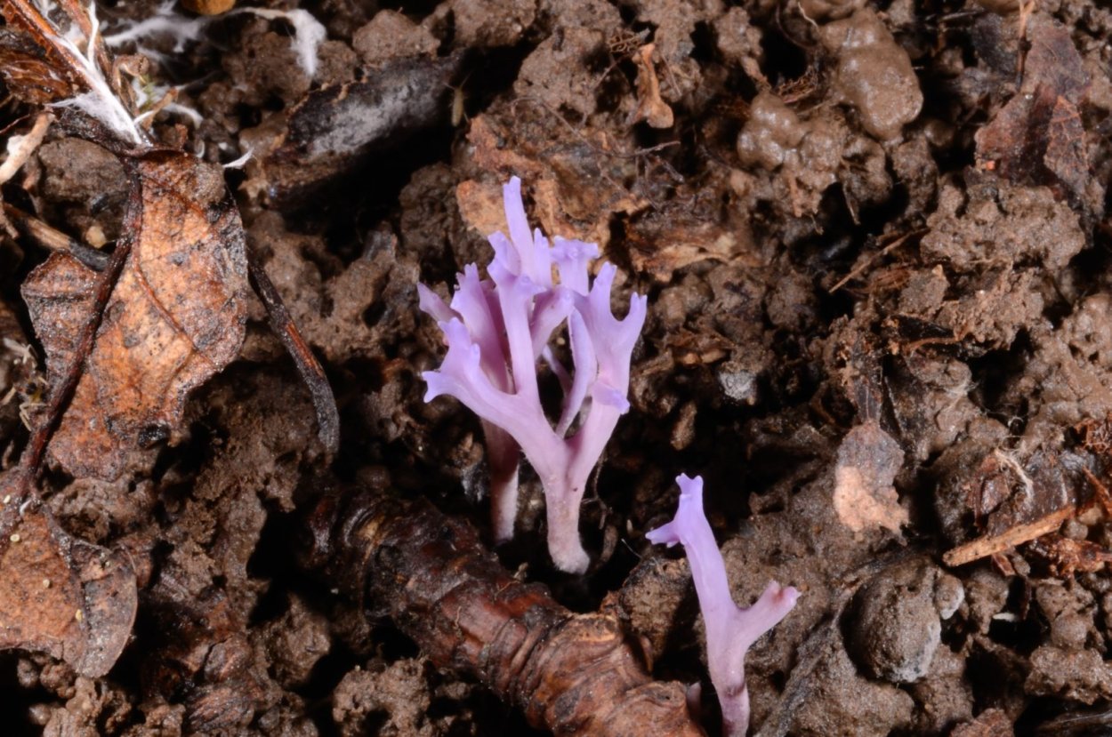 Рамариопсис субарктика