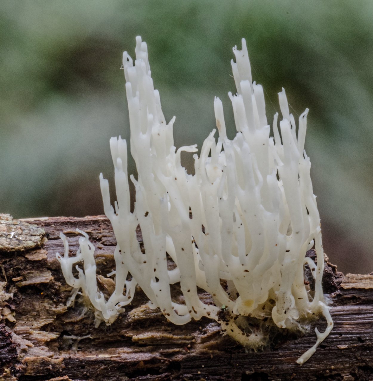 Коралловый гриб / Clavulinopsis corallinorosacea