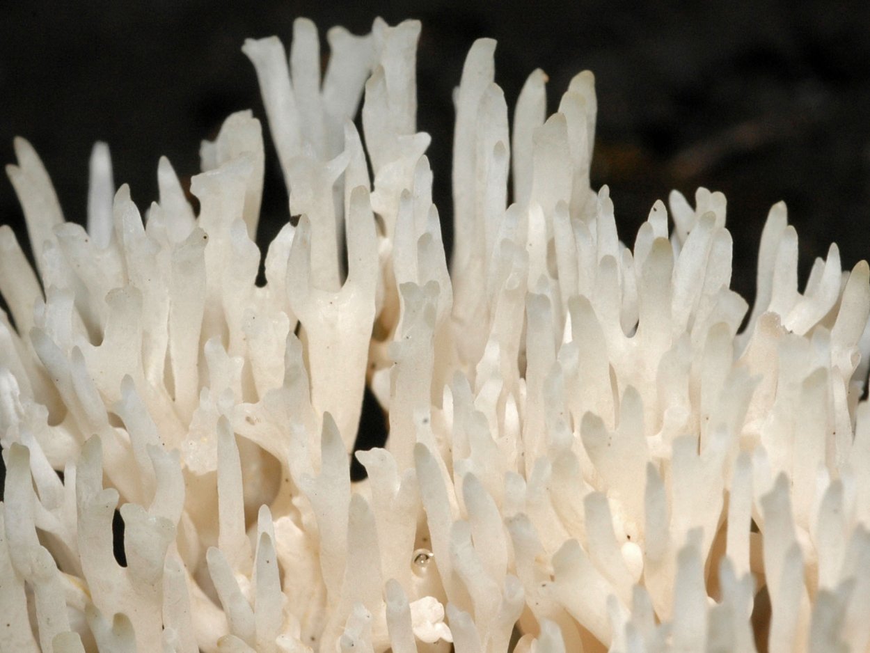 Мох кладония красная