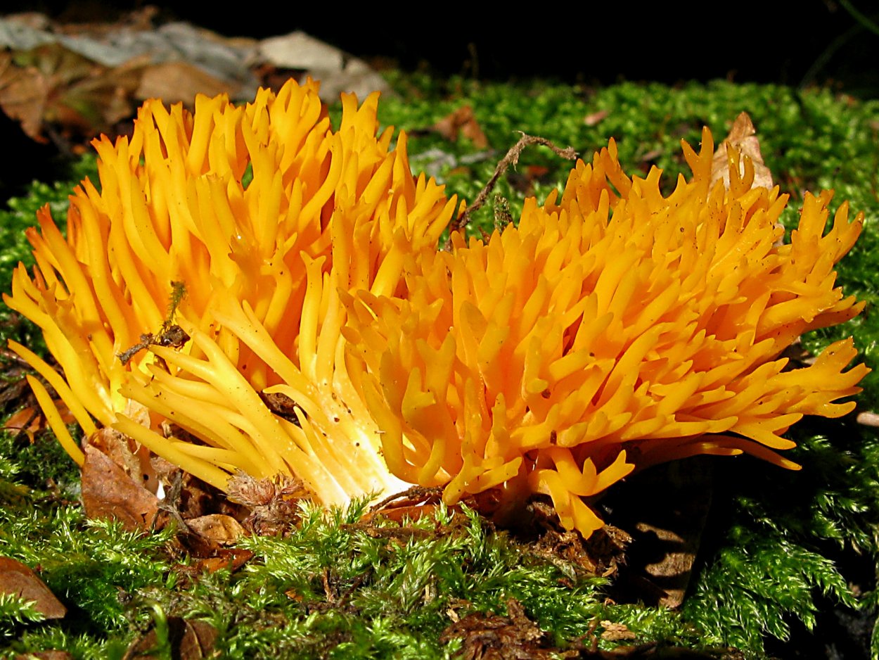 Пелиосантес беловатый