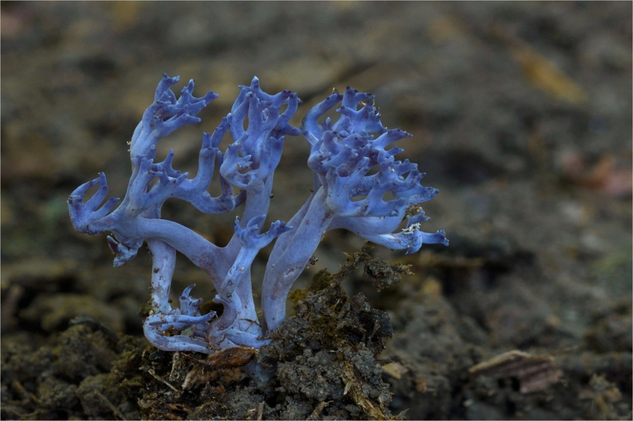 Клавария Золлингера