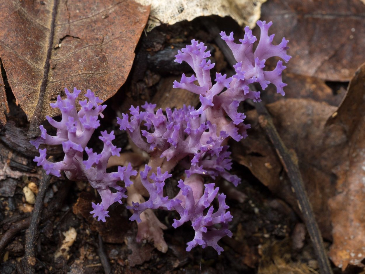 Клавария пурпуровая