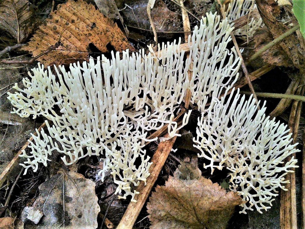 Клавария Цоллингера