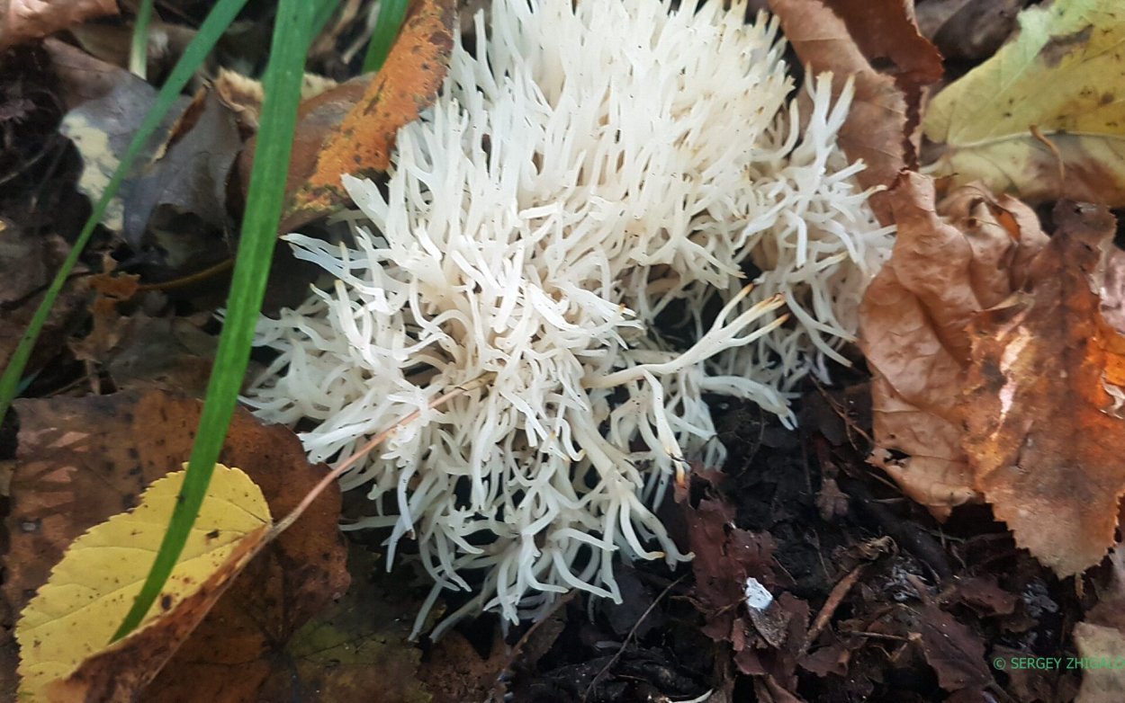 Клавария Цоллингера