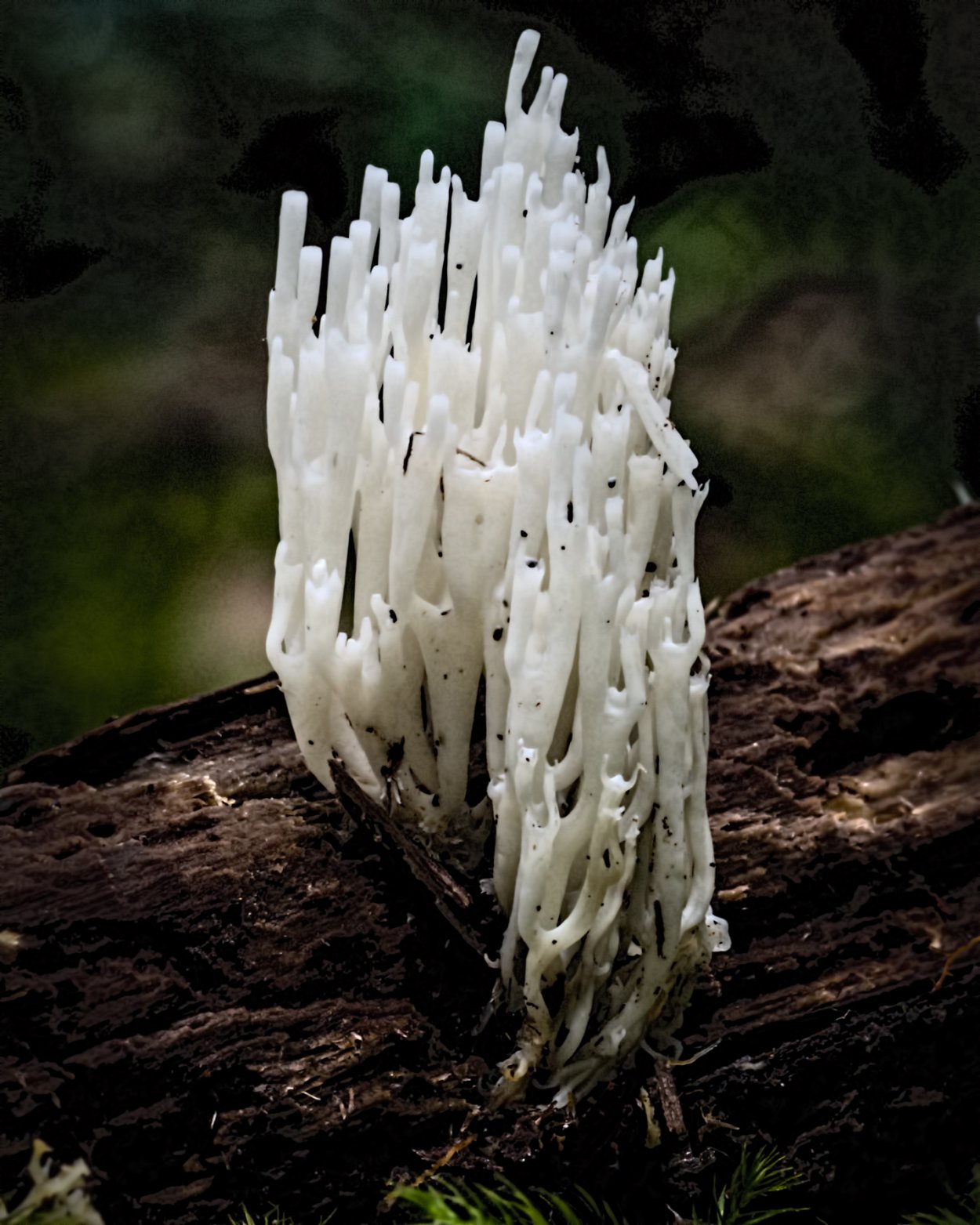 Рогатик рожковидный Clavulinopsis corniculata