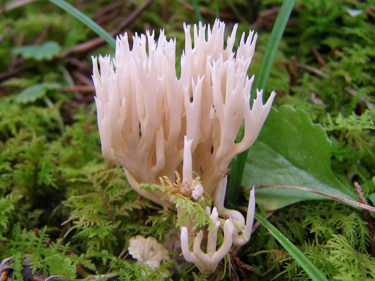 Гриб Рогатик белый