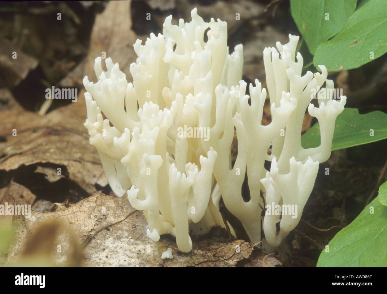 Гриб баран коралловый