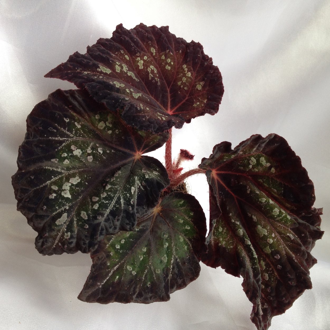 Бегония Блэк Квин