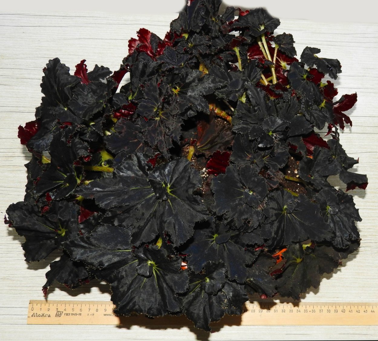 Бегония Блэк принц