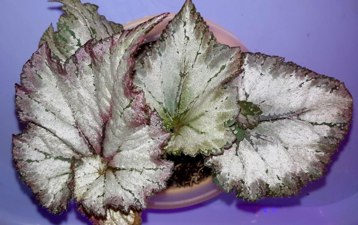 Красная бегония черные жилки